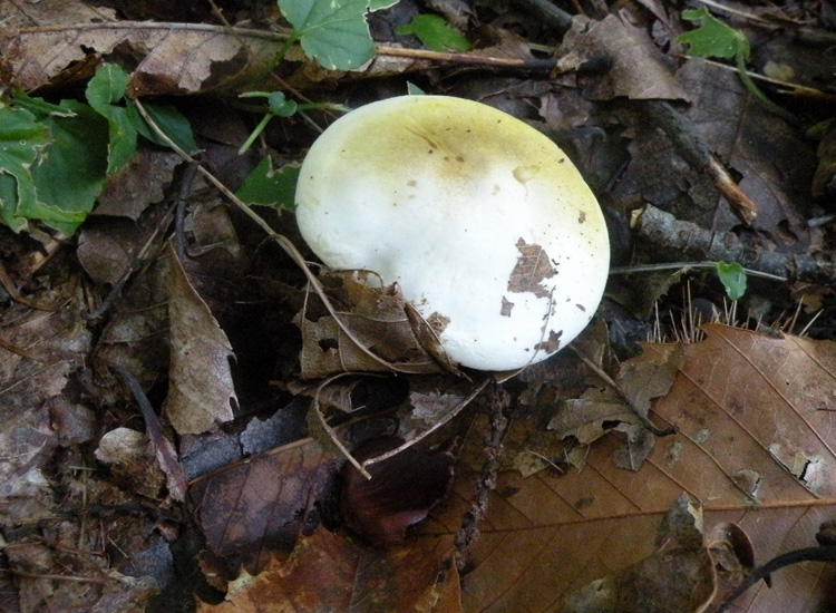 Russula fellea?